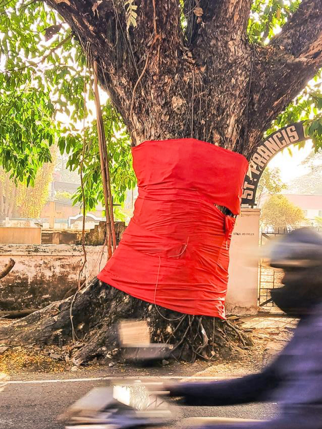 Red wrapping around streetside tree in Kerala